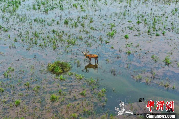 湖北石首：因汛情麋鹿大部分已引入“安_石首-浅滩-麋鹿-