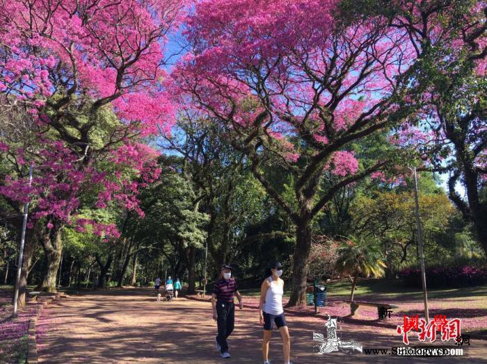 开通在线离婚服务后巴西6月离婚案例数_圣保罗-巴西-疫情-