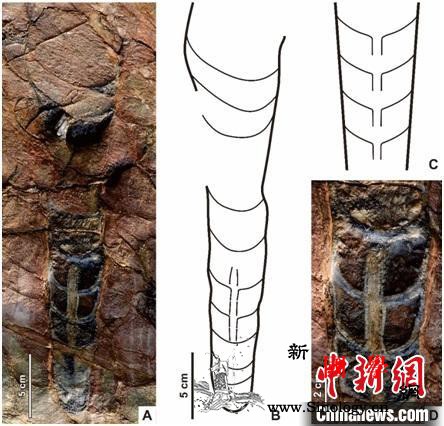 中国以外地区首次发现中华震旦角石_古生代-旦角-首次-