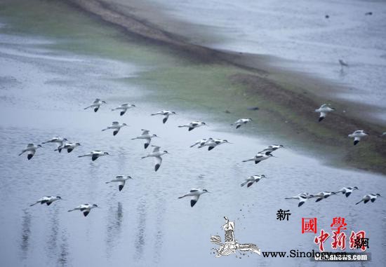鄱阳湖高水位对湿地及越冬候鸟有何影响_鄱阳湖-江西省-江西-