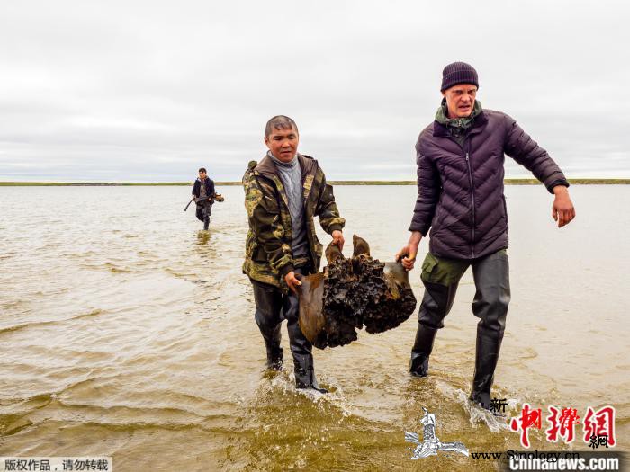 距今约1万年！西伯利亚湖中打捞出猛犸_猛犸-遗骸-湖底-
