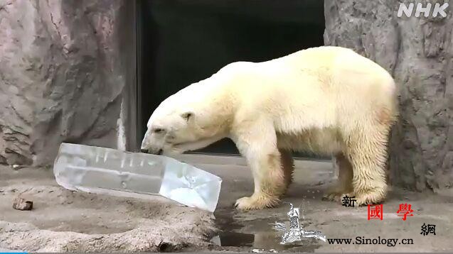 酷暑中的北极熊获赠“大礼”：嵌入蜂蜜_北海道-北极熊-冰块-