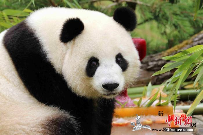 柏林中国文化中心推出中国四川（云端）_文化中心-动物园-熊猫-