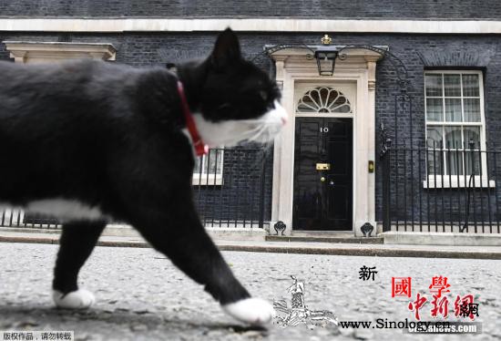 萌猫“退休”！英外交部“首席捕鼠官”_外交部-捕鼠-英国-