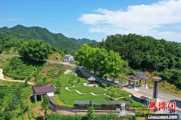 “三峡茶旅小镇”：农文旅融合助推乡村_茶园-重庆-木屋-