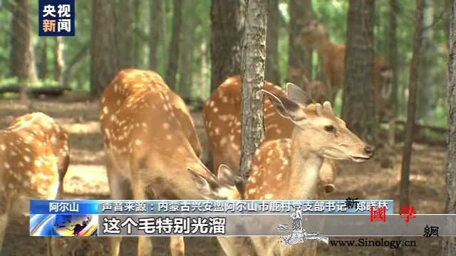 从砍树到看树阿尔山走出靠林致富路_阿尔山市-阿尔山-兴安盟-