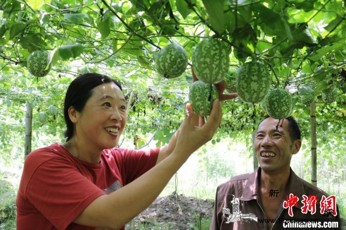 产业帮扶机制建设“两手抓”福建政和实_政和县-政和-东山-