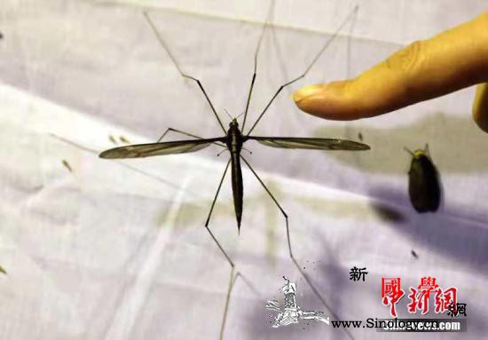 日媒：登革热媒介埃及伊蚊或在日定居日_登革热-埃及-日本-