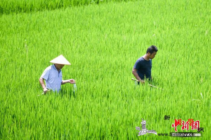 2020全国早稻总产量2729万吨播_早稻-单产-总产量-