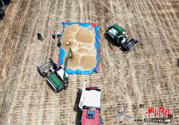 经济观察：专家分析中国粮食安全_缺口-粮食生产-粮食-