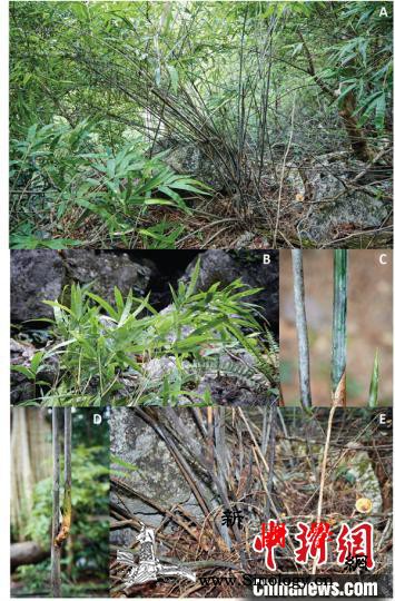 科研人员在老挝中部发现首个肉质多浆竹_喀斯特-老挝-昆明-