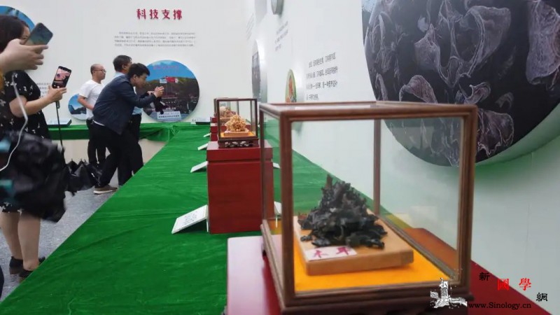 科技支撑柞水“小木耳”闯出“大名头_柞水县-柞水-秦岭-
