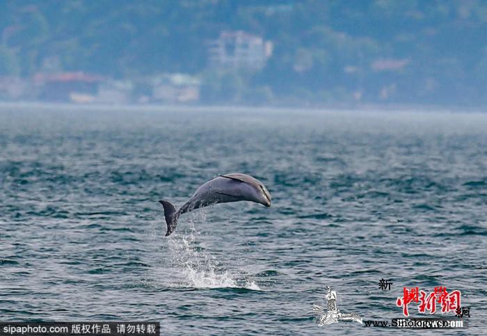 毛里求斯海岸发现至少17头海豚尸体死_毛里求斯-伊斯坦布尔-海豚-