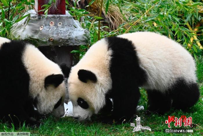 旅德大熊猫双胞胎在柏林度过一周岁生日_德国-生日蛋糕-双胞胎-