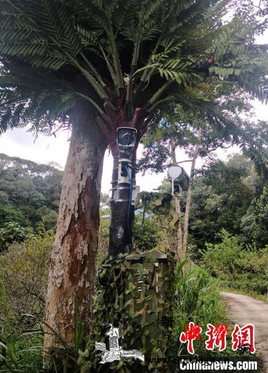 海南热带雨林巡护管理迈向“信息化”_护林员-尖峰-围栏-