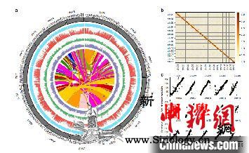 中国农科院茶叶所：茶树起源演化研究获_龙井-基因组-茶树-