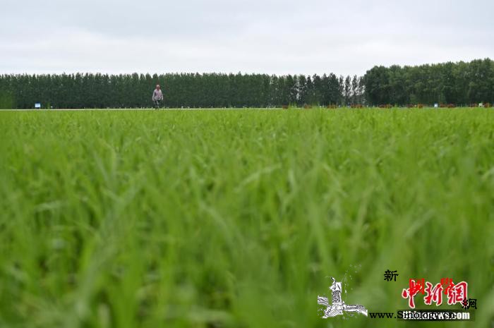 农业农村部：加强稻飞虱监测防控严防暴_水稻-防控-监测-