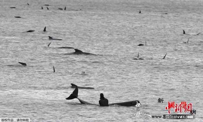 约380头领航鲸在澳大利亚塔州西海岸_澳大利亚-上有-鲸鱼-