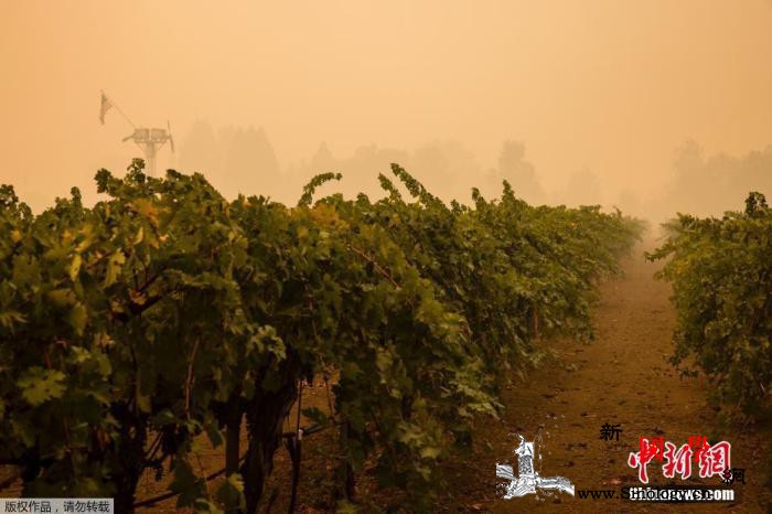 美国加州创纪录山火继续蔓延已造成30_加州-山火-葡萄酒-