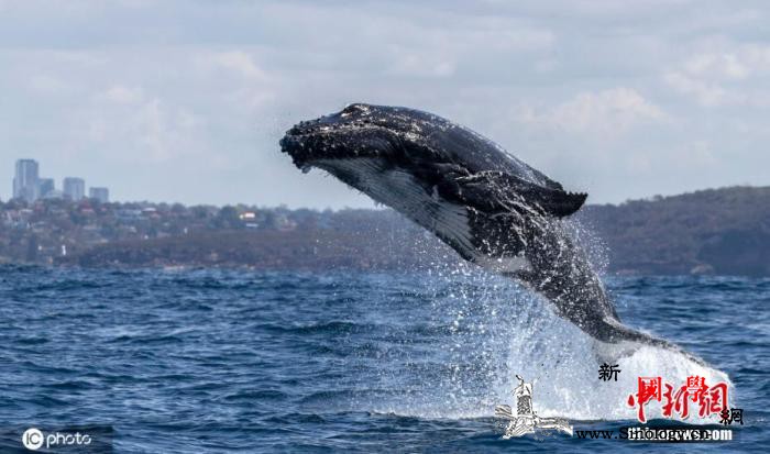 南非沿岸鲸数量持续下降生态学家称因海_悉尼-南非-鲸鱼-