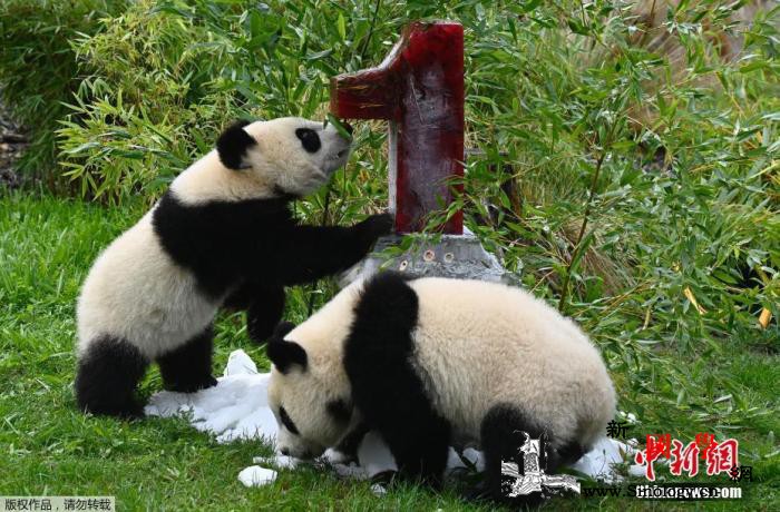 旅德大熊猫双胞胎开始“断奶”体重已达_德国-竹子-双胞胎-