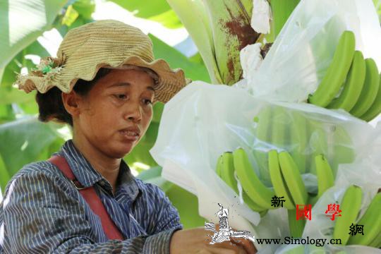 中国市场为柬埔寨香蕉园带来“春天”_柬埔寨-香蕉-热带-