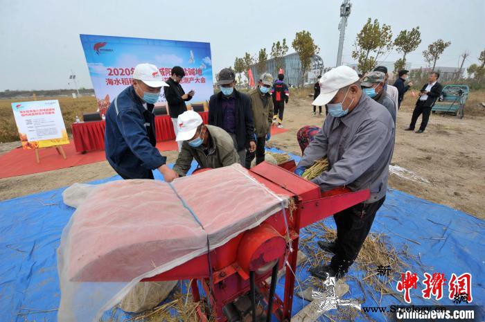 中国十万亩海水稻完成产量测评平均亩产_脱粒-盐碱地-亩产-