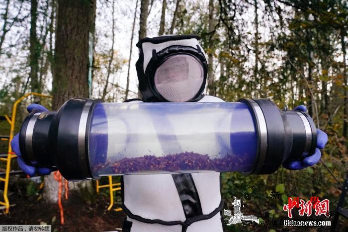 美国成功摧毁“杀人蜂”蜂巢工作人员全_华盛顿州-蜂巢-巢穴-