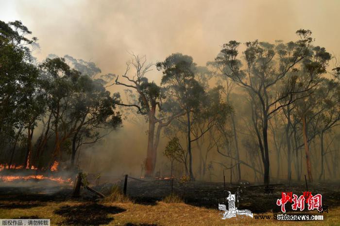 澳“黑色夏天”山火最终报告出炉委员会_悉尼-山火-澳大利亚-