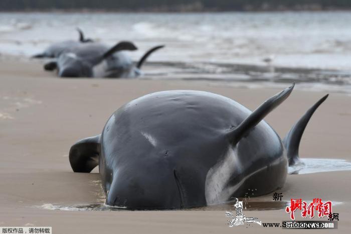斯里兰卡发生大规模鲸鱼搁浅事件：约1_斯里兰卡-鲸鱼-搁浅-