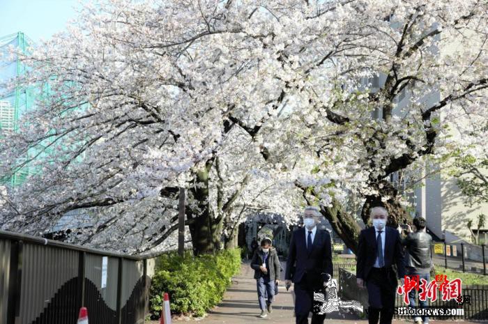 因生态环境变化日本这项持续近70年的_樱花-黑斑-日本-