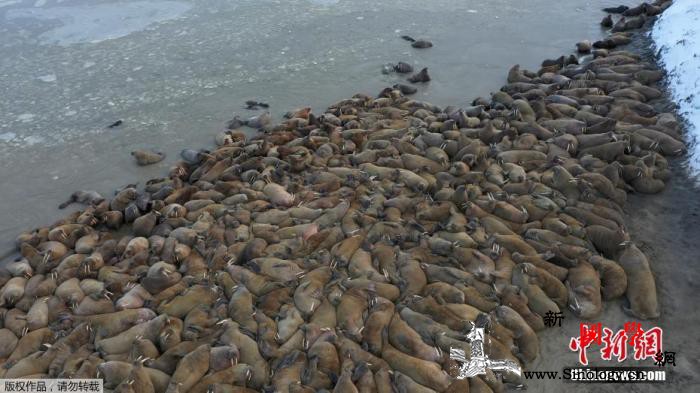 呼朋引伴开派对?北极圈数千只海象上岸_海象-俄罗斯-马尔-