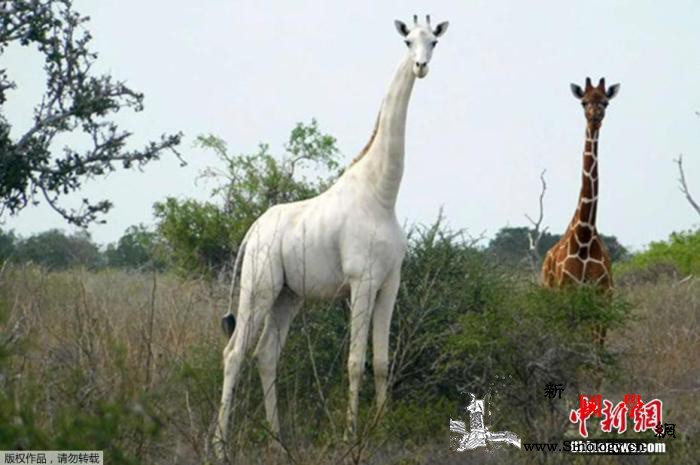 世界唯一白色长颈鹿戴上追踪设备以防被_加里-肯尼亚-偷猎-
