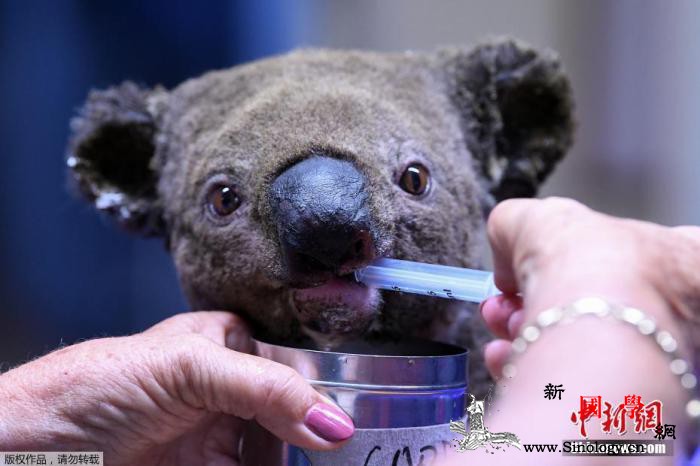 统计调查、健康研究……澳宣布一系列措_澳大利亚-考拉-措施-