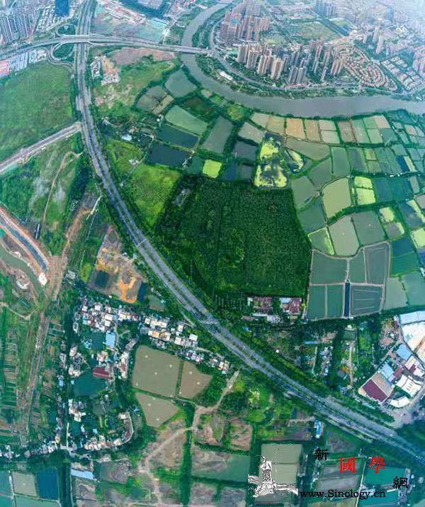 广东顺德“小鸟天堂”已逾土地租期22_竹林-搭棚-顺德-