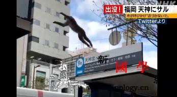 日本闹市区突现猴子“逛大街”警察展开_福冈-闹市区-日本-