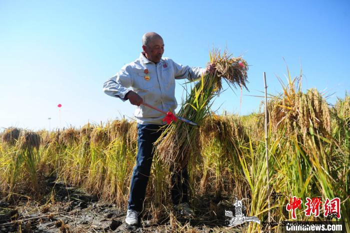 吉林粮食产量连续八年超700亿斤_抢收-倒伏-吉林省-