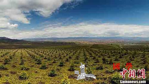 国家林草局:“十三五”期间我国造林5_通县-青海省-造林-