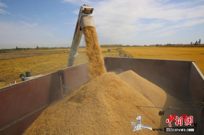 中央经济工作会议聚焦粮食安全为何提“_茌平-育种-丰收-