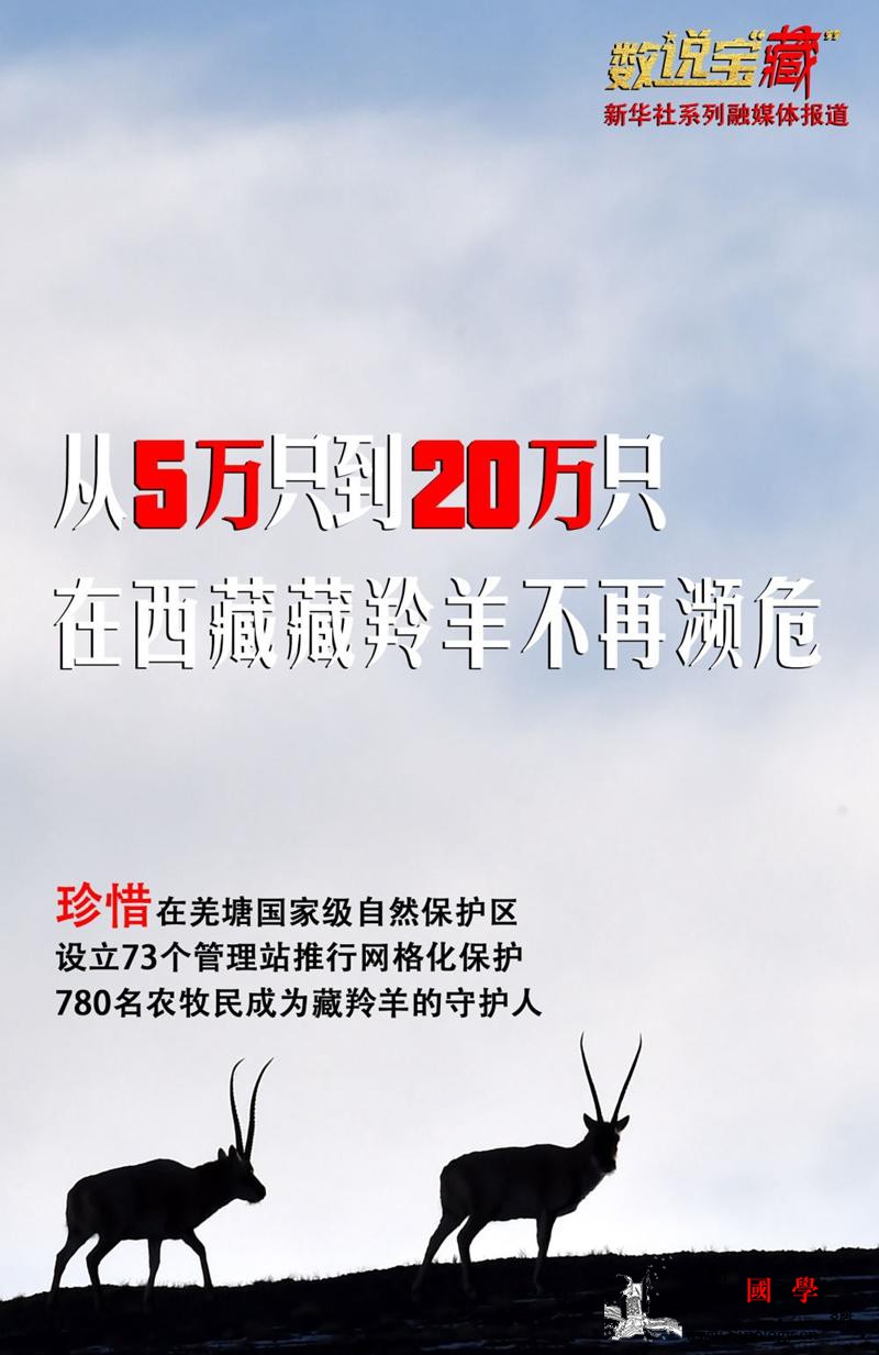 西藏藏羚羊种群数量已超过20万只_种群-西藏-藏羚羊-