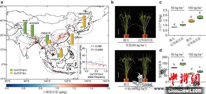 中国科学家成功鉴定水稻氮高效基因助力_氮肥-水稻-化肥-