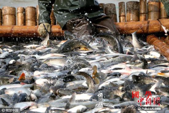 农业农村部：整治水产养殖用兽药等相关_主管部门-兽药-违法行为-