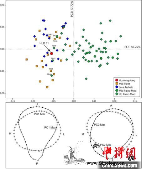 中科院团队：30万年前华龙洞古人类股_股骨-断面-周口店-