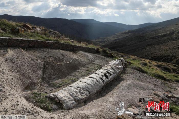 罕见！希腊发现2000万年前化石树树_希腊-出土-化石-