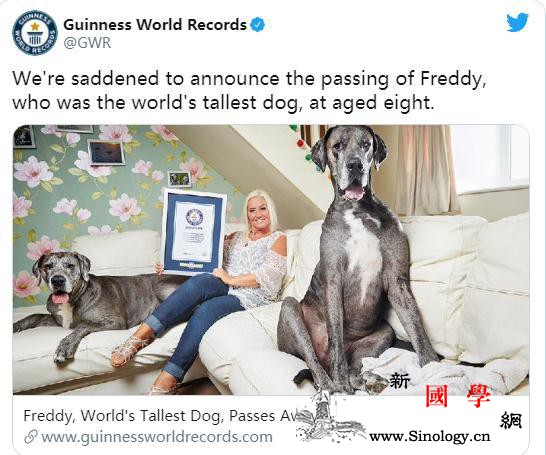世界最高的狗在英国去世站立时身高超过_吉尼斯世界纪录-斯通-截图-
