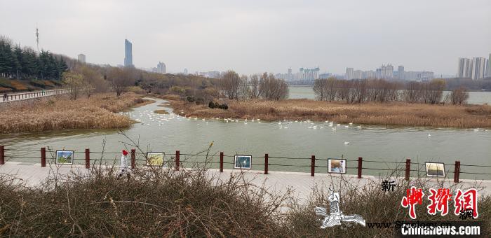 河南湿地保护体系基本形成：湿地保护有_黄河流域-天鹅湖-河南省-
