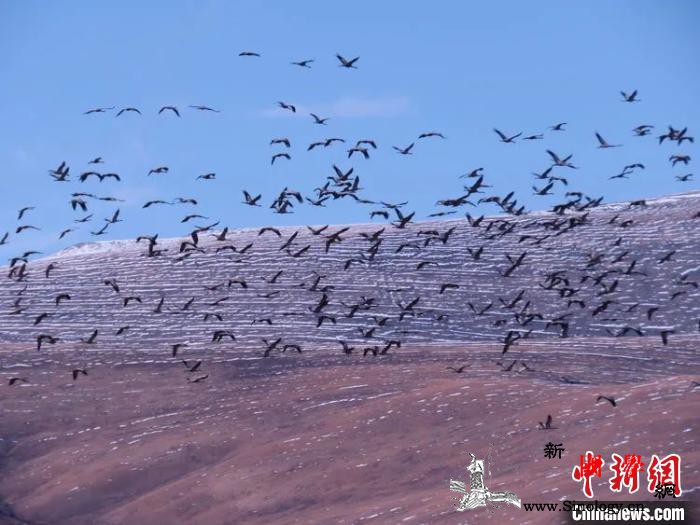 “高原绿洲”成黑颈鹤新乐园青海省政协_青海省-称多县-宣传部-