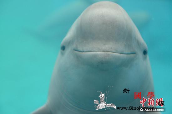 国家重点保护野生动物名录调整长江江豚_江豚-长江-野生动物-
