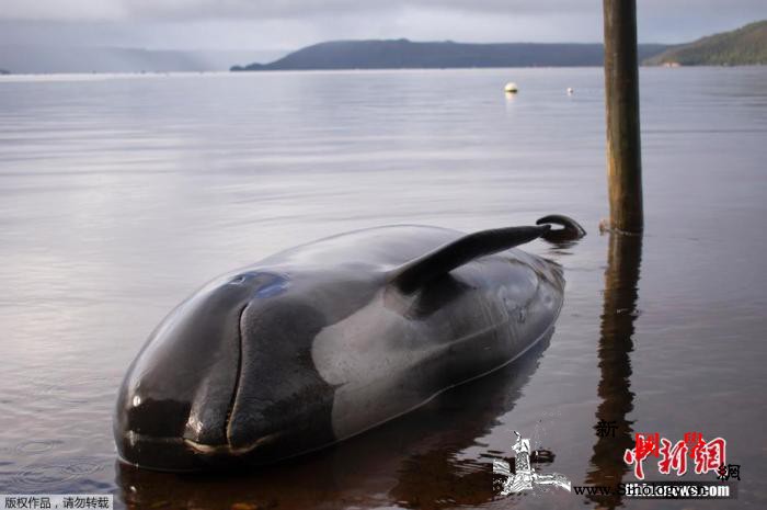 印尼数十头鲸鱼搁浅死亡当局拟退潮后将_印尼-鲸鱼-搁浅-