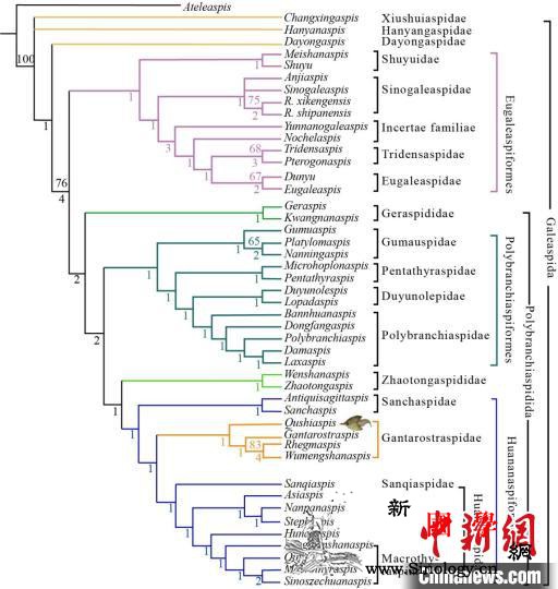 中国科学家研究新发现4.1亿年前最原_曲靖-甲鱼-盔甲-